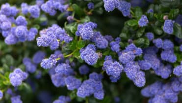 Latnatec, zpododěr (Ceanothus) Latnatec, zpododěr (Ceanothus)