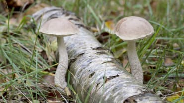 10 nejznámějších hub našich lesů: kozák březový (Leccinum scabrum) je u nás nejběžnější ze všech kozáků 10 nejznámějších hub našich lesů: kozák březový (Leccinum scabrum) je u nás nejběžnější ze všech kozáků