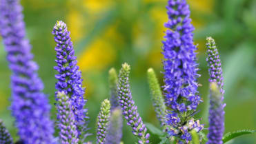 Rozrazil klasnatý (Veronica spicata) Rozrazil klasnatý (Veronica spicata)