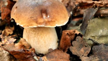 10 nejznámějších hub našich lesů: Hřib dubový (Boletus reticulatus) je poměrně častá houba, dá se najít při teplém jaru už v květnu. 10 nejznámějších hub našich lesů: Hřib dubový (Boletus reticulatus) je poměrně častá houba, dá se najít při teplém jaru už v květnu.