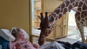 Žirafa zdraví smrtelně nemocnou dívku v rámci posledního přání Žirafa zdraví smrtelně nemocnou dívku v rámci posledního přání