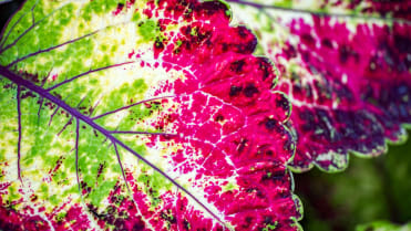 Africká kopřiva (Coleus x blumei) Africká kopřiva (Coleus x blumei)