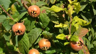 Mišpule obecná (Mespilus germanica) Mišpule obecná (Mespilus germanica)