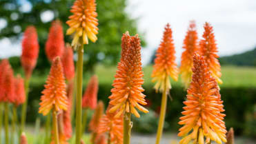 Mnohokvět hroznatý (Kniphofia uvaria) Mnohokvět hroznatý (Kniphofia uvaria)