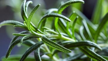 10 bylin proti podzimní depresi, únavě a stresu: rozmarýn patří mezi tradiční byliny, které zmírňují stavy úzkosti a stresu 10 bylin proti podzimní depresi, únavě a stresu: rozmarýn patří mezi tradiční byliny, které zmírňují stavy úzkosti a stresu