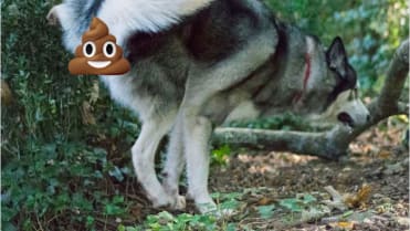 A jak kadí váš pes? A jak kadí váš pes?