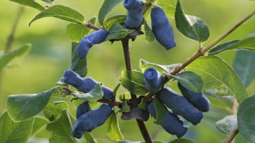 Zimolez, kamčatské borůvky (Lonicera caerulea) Zimolez, kamčatské borůvky (Lonicera caerulea)