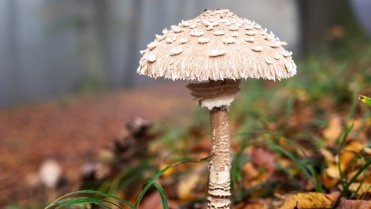 10 nejznámějších hub našich lesů: bedla vysoká (Macrolepiota procera) je nejvyšší z bedel, lidově říká bedla jedlá, svědčí jí prostředí smíšených světlých lesů 10 nejznámějších hub našich lesů: bedla vysoká (Macrolepiota procera) je nejvyšší z bedel, lidově říká bedla jedlá, svědčí jí prostředí smíšených světlých lesů