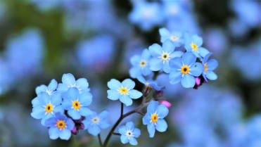 Pomněnka (Myosotis) Pomněnka (Myosotis)