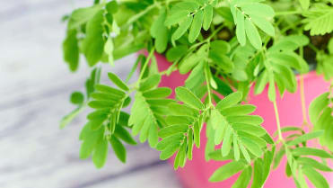 Nejlepší důvody, proč mít doma rostliny: citlivka (Mimosa pudica) s námi přímo „komunikuje“ a před očima reaguje na náš dotek Nejlepší důvody, proč mít doma rostliny: citlivka (Mimosa pudica) s námi přímo „komunikuje“ a před očima reaguje na náš dotek