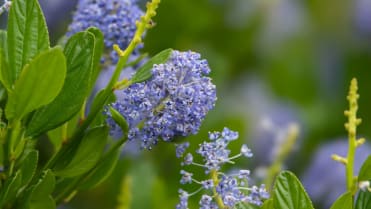 Latnatec, zpododěr (Ceanothus) Latnatec, zpododěr (Ceanothus)