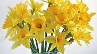 Nejlepší důvody, proč mít doma rostliny: dobrou náladu v nás vyvolávají narcisy tulipány Nejlepší důvody, proč mít doma rostliny: dobrou náladu v nás vyvolávají narcisy tulipány