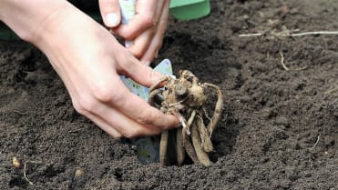 Jak zasadit a pěstovat jiřiny, tradiční květiny českých zahrad: zdravé, nepoškozené, ideálně lehce narašené hlízy umístíme do připravených jamek výstupkem starého stonku směřujícím nahoru Jak zasadit a pěstovat jiřiny, tradiční květiny českých zahrad: zdravé, nepoškozené, ideálně lehce narašené hlízy umístíme do připravených jamek výstupkem starého stonku směřujícím nahoru