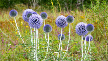 Bělotrn (Echinops) Bělotrn (Echinops)