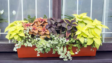 Africká kopřiva (Coleus x blumei) Africká kopřiva (Coleus x blumei)