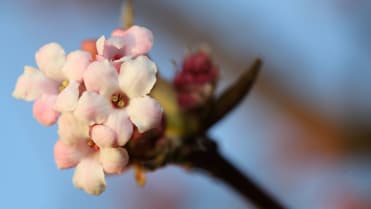 Kalina růžová neboli bodnantská (Viburnum bodnantense) Kalina růžová neboli bodnantská (Viburnum bodnantense)