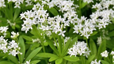 10 bylin proti podzimní depresi, únavě a stresu: mařinka vonná neboli svízel vonný (Galium odoratum) 10 bylin proti podzimní depresi, únavě a stresu: mařinka vonná neboli svízel vonný (Galium odoratum)