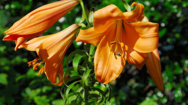 Lilie v zahradě: na přelomu června a července rozkvétají trubkovité (trumpetové) hybridy lilií; kultivar African Queen Lilie v zahradě: na přelomu června a července rozkvétají trubkovité (trumpetové) hybridy lilií; kultivar African Queen