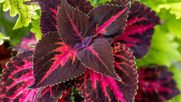 Africká kopřiva (Coleus x blumei) Africká kopřiva (Coleus x blumei)