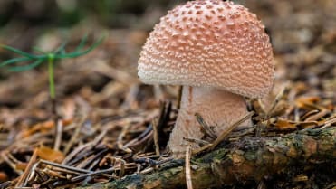 10 nejznámějších hub našich lesů: Muchomůrka růžovka neboli masák (Amanita rubescens) patří mezi naše nejchutnější houby 10 nejznámějších hub našich lesů: Muchomůrka růžovka neboli masák (Amanita rubescens) patří mezi naše nejchutnější houby