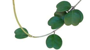 Valentýnská voskovka (Hoya kerrii) Valentýnská voskovka (Hoya kerrii)