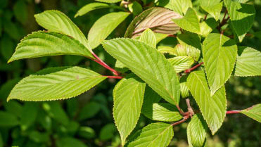 Kalina růžová neboli bodnantská (Viburnum bodnantense) Kalina růžová neboli bodnantská (Viburnum bodnantense)
