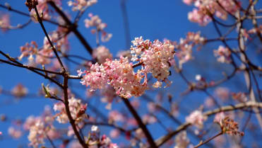 Kalina růžová neboli bodnantská (Viburnum bodnantense) Kalina růžová neboli bodnantská (Viburnum bodnantense)