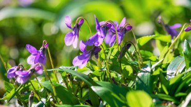 10 bylin proti podzimní depresi, únavě a stresu: violka vonná (Viola odorata), u nás známá jako fialka 10 bylin proti podzimní depresi, únavě a stresu: violka vonná (Viola odorata), u nás známá jako fialka