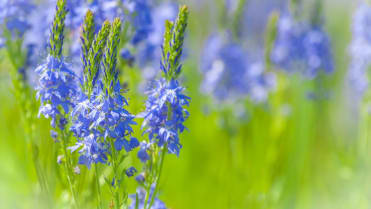 Rozrazil (Veronica) Rozrazil (Veronica)