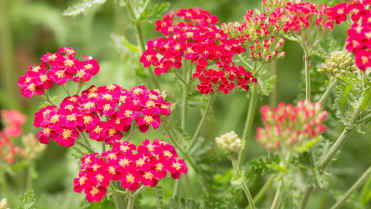 Řebříček (Achillea) Řebříček (Achillea)