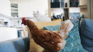 Učitelku vyhodili za to, že je veganka 3 Učitelku vyhodili za to, že je veganka 3