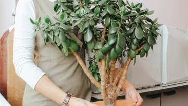 Tlustice (Crassula ovata) Tlustice (Crassula ovata)