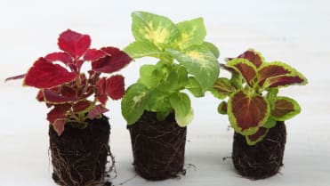 Africká kopřiva (Coleus x blumei) Africká kopřiva (Coleus x blumei)