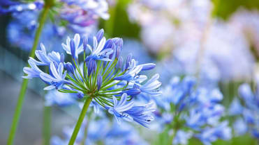 Kalokvět (Agapanthus) Kalokvět (Agapanthus)