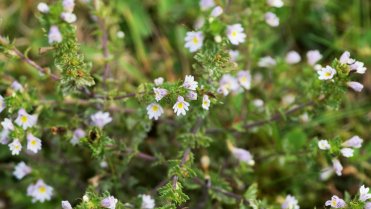 10 bylin proti podzimní depresi, únavě a stresu: světlík lékařský (Euphrasia officinalis i Euphrasia rostkoviana) 10 bylin proti podzimní depresi, únavě a stresu: světlík lékařský (Euphrasia officinalis i Euphrasia rostkoviana)