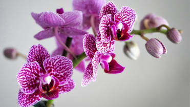 Darujte květiny podle znamení horoskopu: ženy Vodnářky milují originalitu a výjimečnost, takže vaší první volbou jsou exotické orchideje Darujte květiny podle znamení horoskopu: ženy Vodnářky milují originalitu a výjimečnost, takže vaší první volbou jsou exotické orchideje