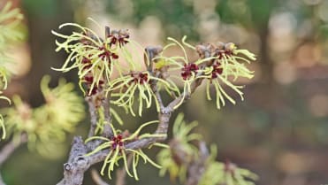 Vilín (Hamamelis) Vilín (Hamamelis)