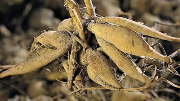 Jak zasadit a pěstovat jiřiny, tradiční květiny českých zahrad: jiřina (Dahlia) je vytrvalá rostlina s kořenovými hlízami oválnými nebo protáhlými Jak zasadit a pěstovat jiřiny, tradiční květiny českých zahrad: jiřina (Dahlia) je vytrvalá rostlina s kořenovými hlízami oválnými nebo protáhlými