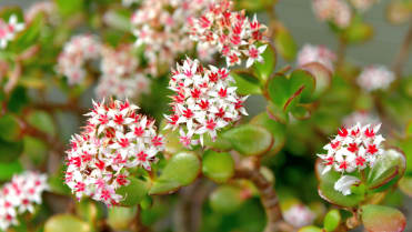 Tlustice (Crassula ovata) Tlustice (Crassula ovata)