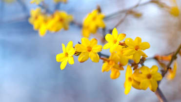 Jasmín nahokvětý (Jasminum nudiflorum) Jasmín nahokvětý (Jasminum nudiflorum)
