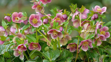Čemeřice černá (Helleborus niger) Čemeřice černá (Helleborus niger)