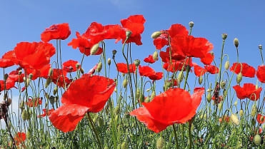 10 bylin proti podzimní depresi, únavě a stresu Mák vlčí (Papaver rhoeas), obvykle nazývaný vlčí mák má sedativní účinky 10 bylin proti podzimní depresi, únavě a stresu Mák vlčí (Papaver rhoeas), obvykle nazývaný vlčí mák má sedativní účinky