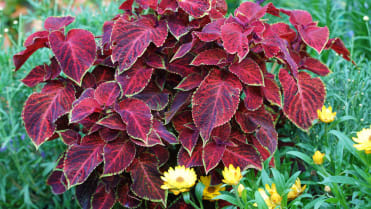 Africká kopřiva (Coleus x blumei) Africká kopřiva (Coleus x blumei)