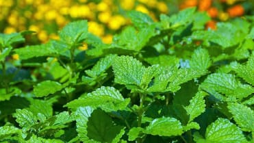 10 bylin proti podzimní depresi, únavě a stresu: meduňka lékařská (Melissa officinalis) je účinnou první pomocí při stresu, nervozitě a únavě 10 bylin proti podzimní depresi, únavě a stresu: meduňka lékařská (Melissa officinalis) je účinnou první pomocí při stresu, nervozitě a únavě