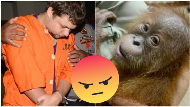 Rus pašoval mládě orangutana 5 Rus pašoval mládě orangutana 5