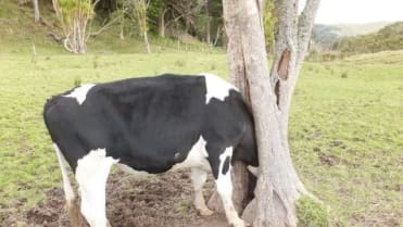 Krávy, které neměly svůj den 8 Krávy, které neměly svůj den 8