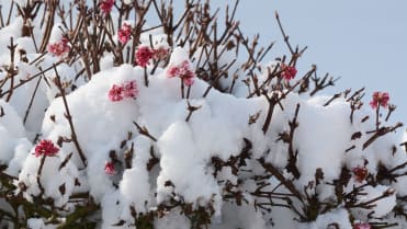 Kalina růžová neboli bodnantská (Viburnum bodnantense) Kalina růžová neboli bodnantská (Viburnum bodnantense)