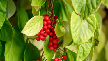 Klanopraška (Scgisandra chinensis) Klanopraška (Scgisandra chinensis)