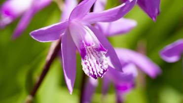 Orchidej vzpřímená (Bletilla Striata) Orchidej vzpřímená (Bletilla Striata)