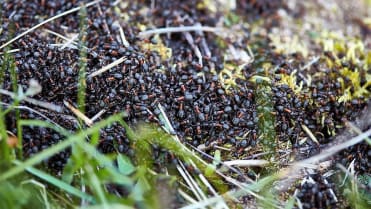 Jak využít jedlou sodu na zahradě při pěstování růží, muškátů, rajčat a okurek: i když mají mravenci jsou v přírodě užiteční, na zahradě z nich nadšeni z nic nebýváme, a tak na místa, kde se často vyskytují nasypeme sodu Jak využít jedlou sodu na zahradě při pěstování růží, muškátů, rajčat a okurek: i když mají mravenci jsou v přírodě užiteční, na zahradě z nich nadšeni z nic nebýváme, a tak na místa, kde se často vyskytují nasypeme sodu